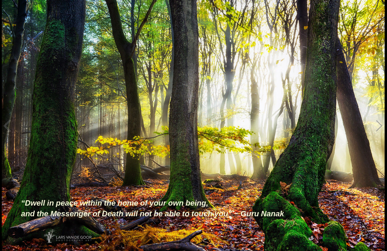 Woods from Lars van de Goor