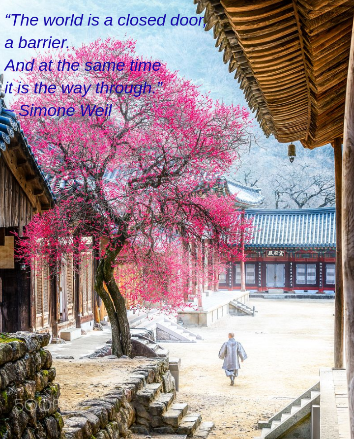 black-plumb-from-hong-kee-park