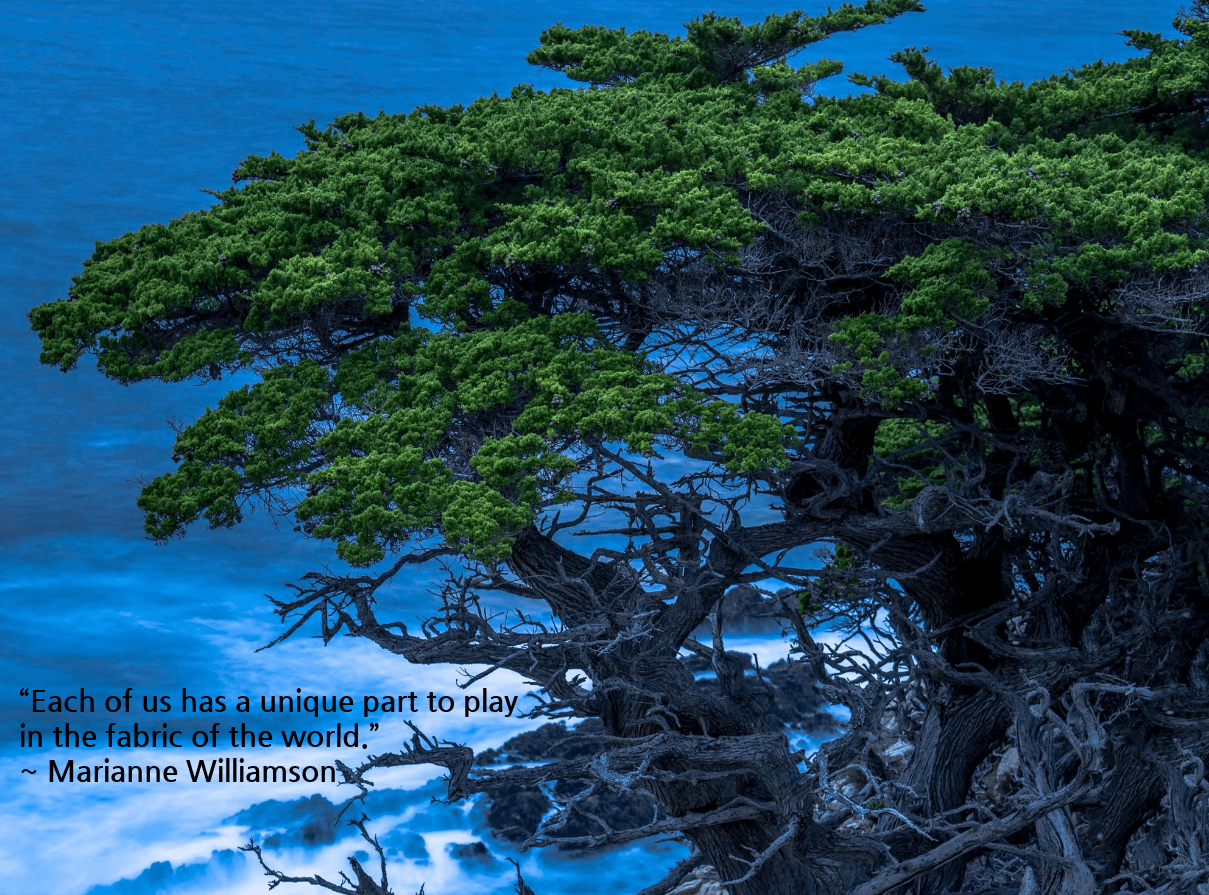 trees-from-rob-darby