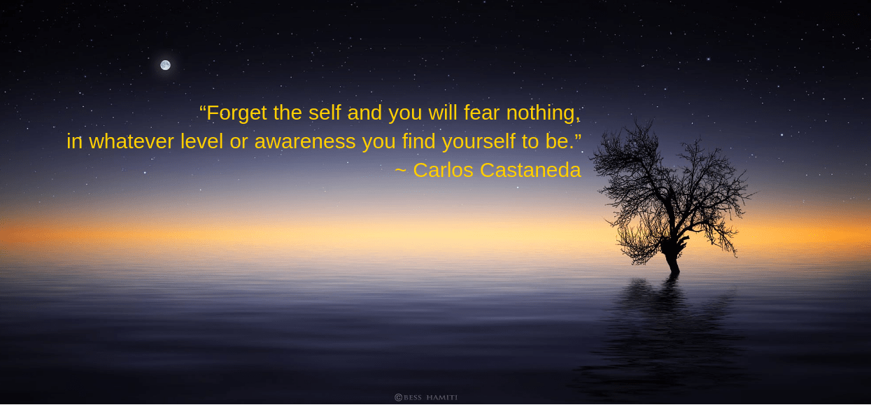 tree-from-bess-hamit