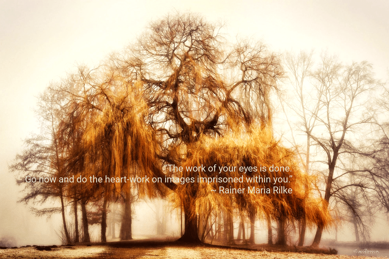 willow-from-inge-bovens