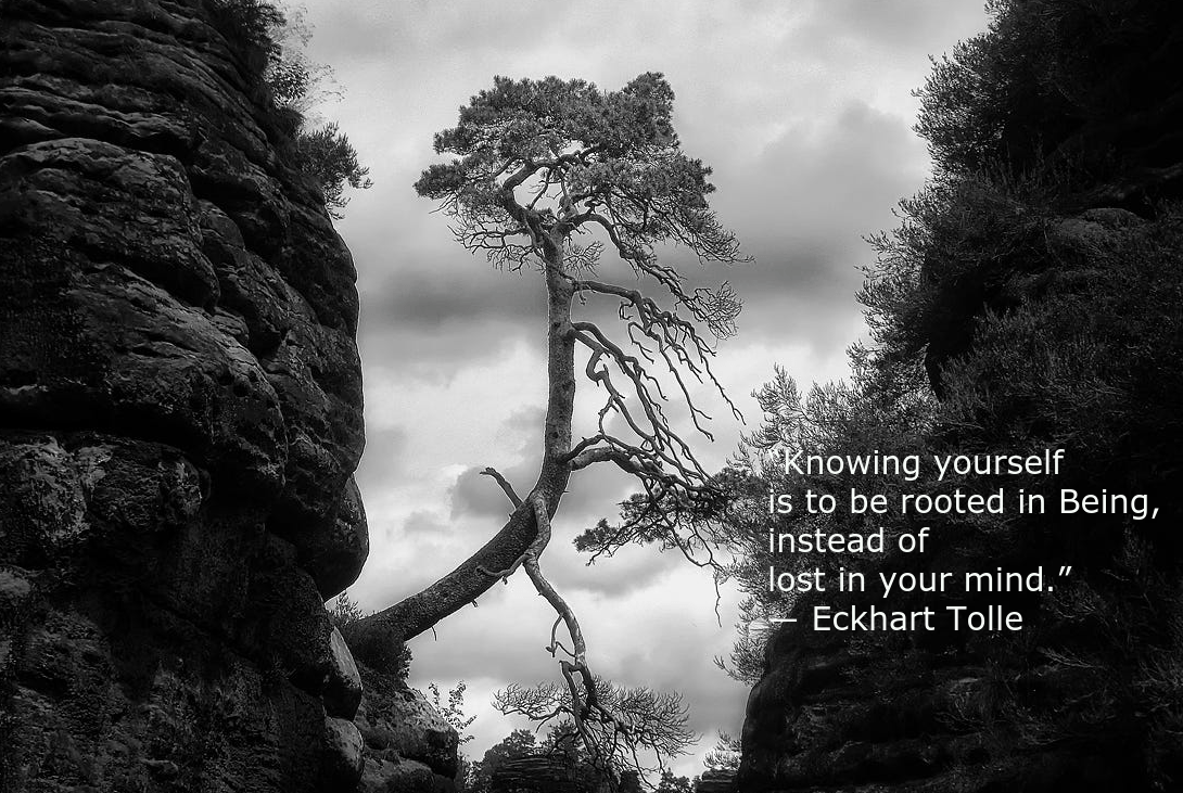 lone tree from Arpad Kovacs