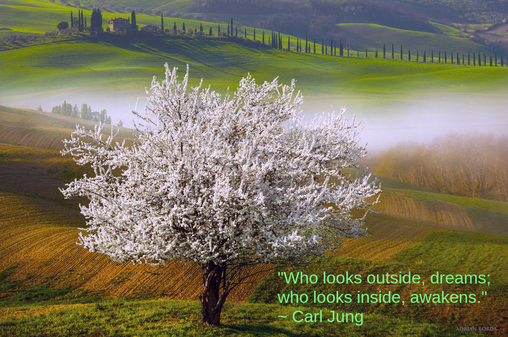 Wild cherry from borda