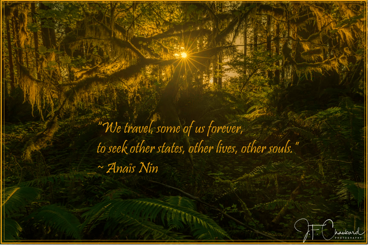 Forest from Jean-Francois Chaubard