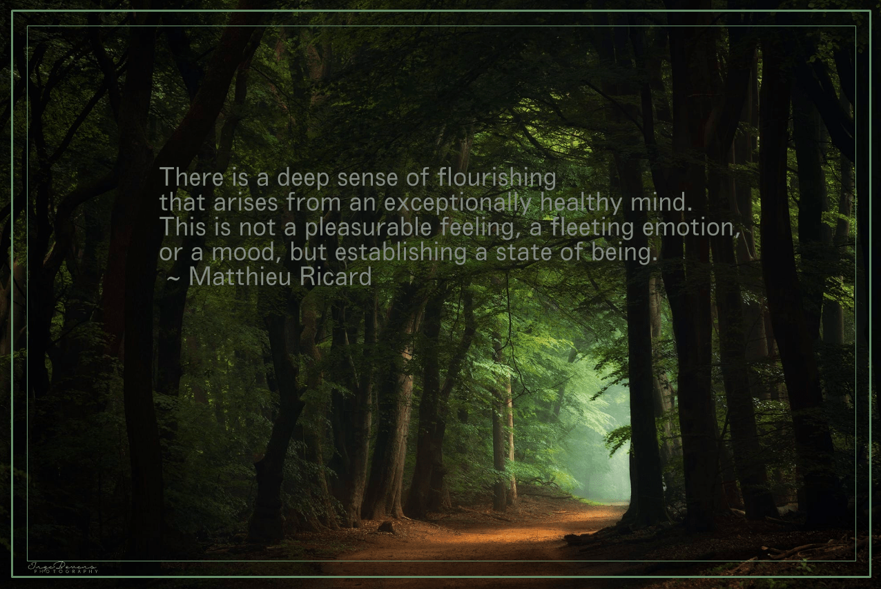 shadows from Inge Bovens