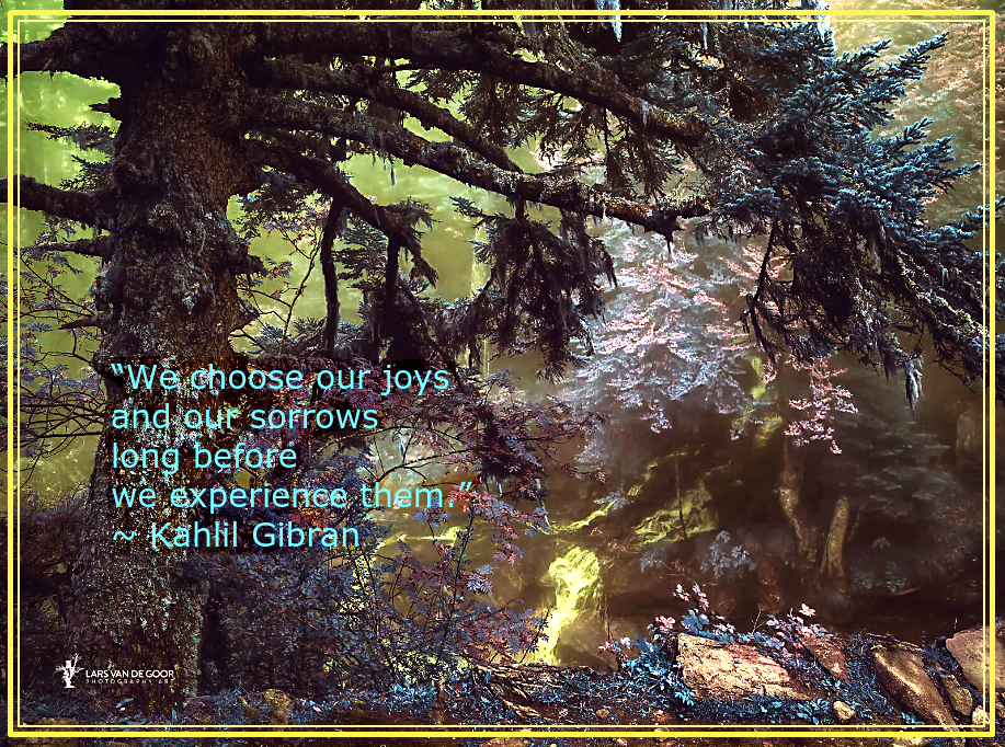 Forest from Lars van de Goor