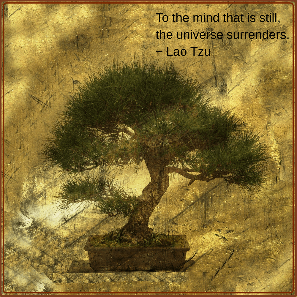 Bonsai from Samuel Evig