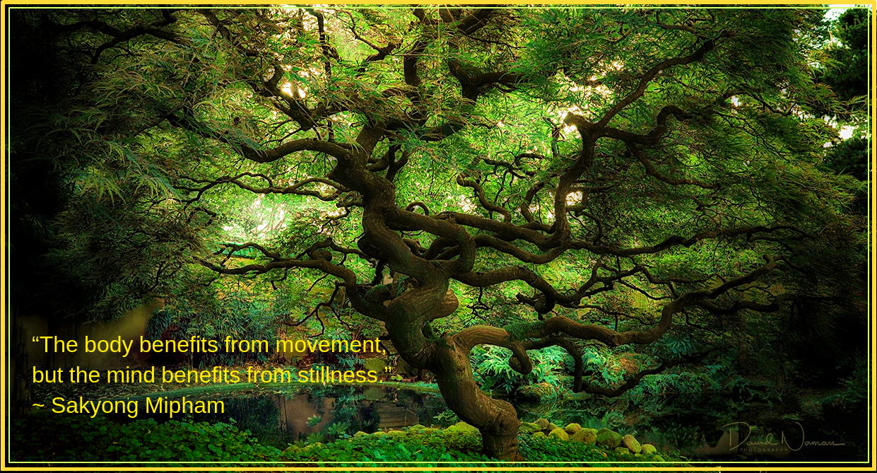 Woodland from Naman.png