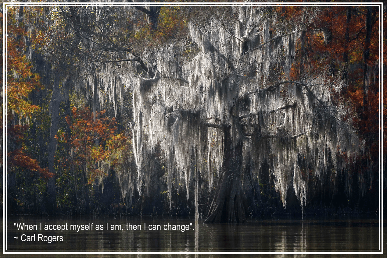 Louisiana swamp from Jean-Francois Chaubard