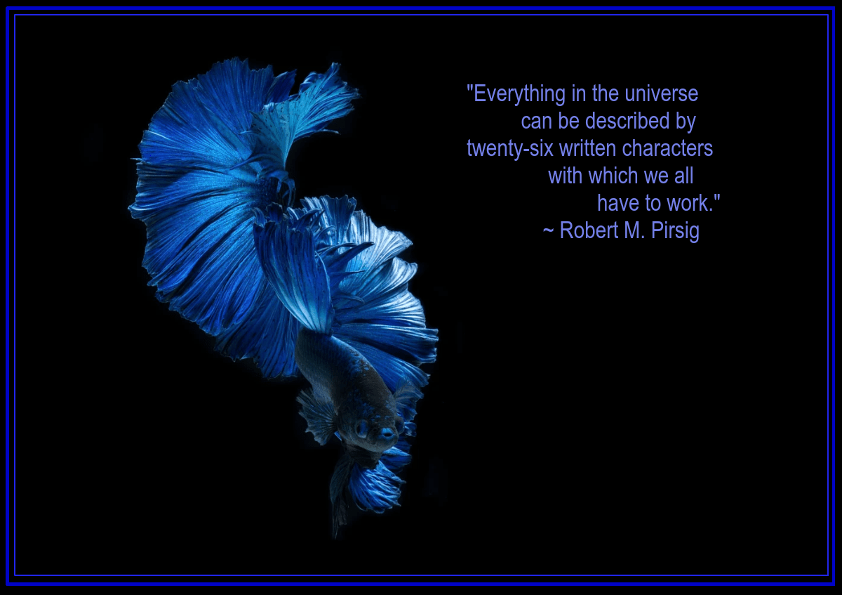 Siamese fighter from Jirawat Plekhongthu