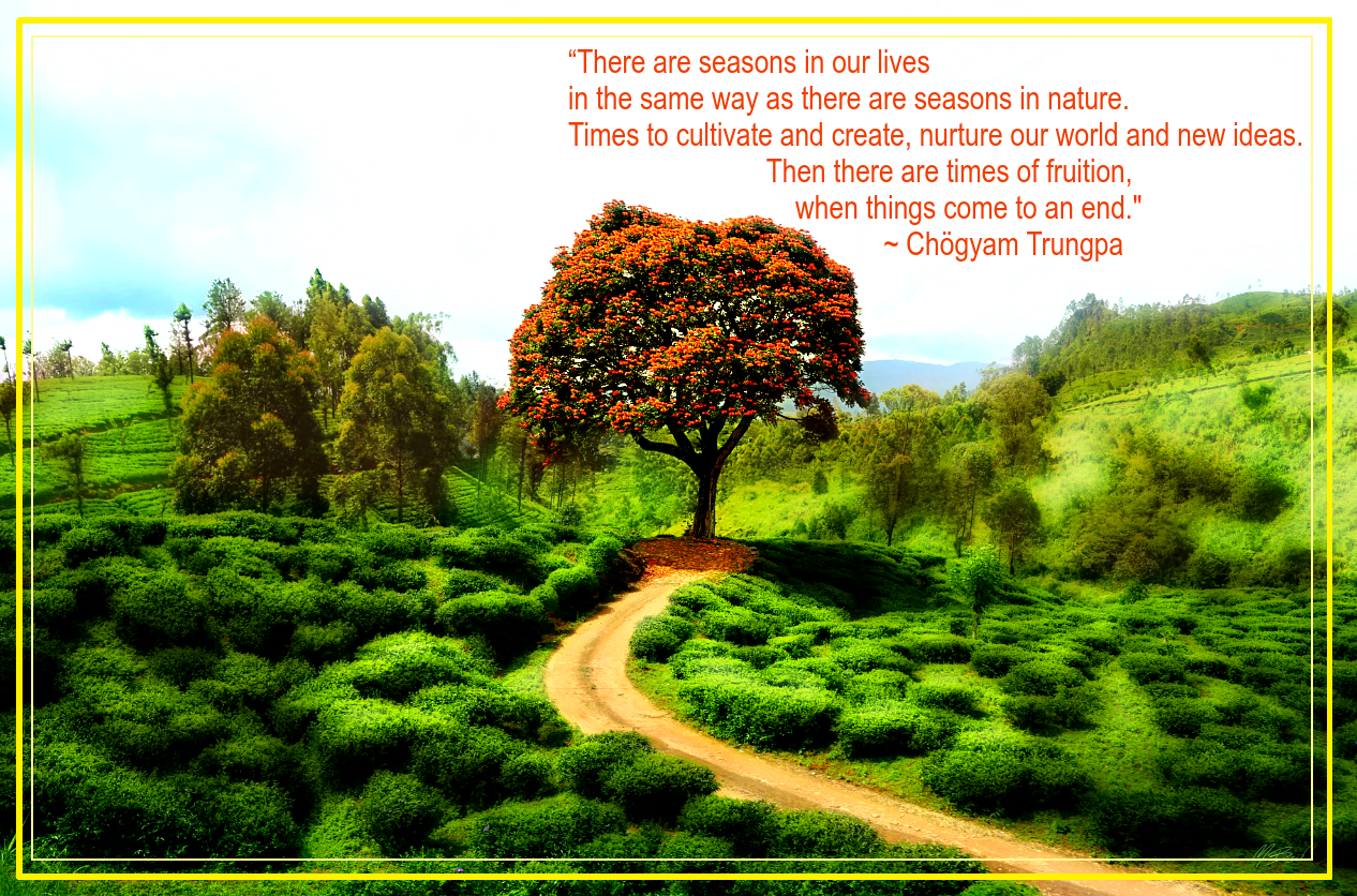 Tea plantation from Martin Bisof