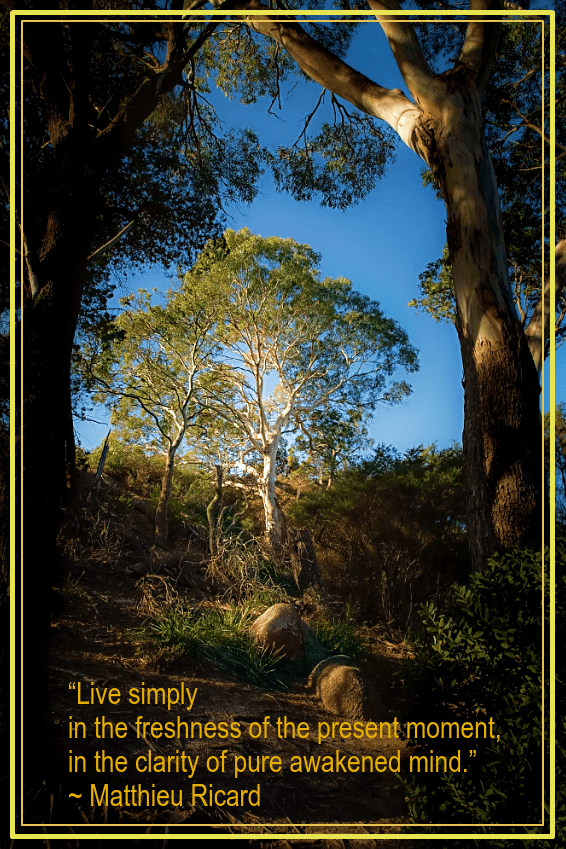 Eucalyptus forrest from Laszlo Baranyai