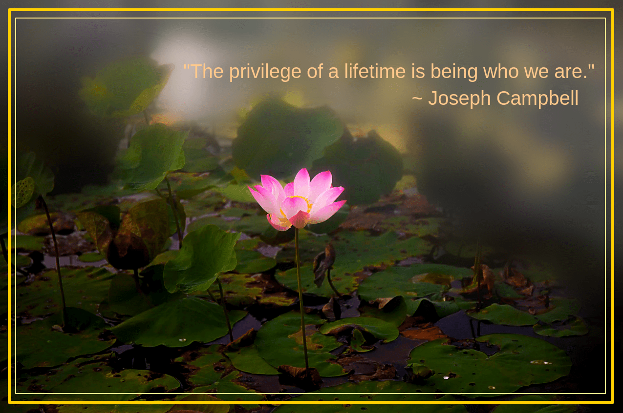 Lotus from Bryan Kwan