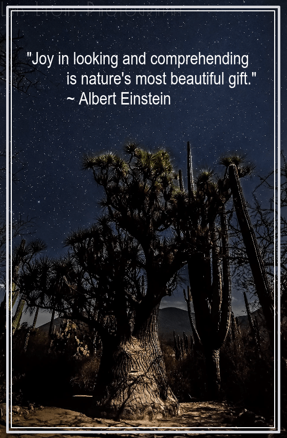 Moonlit Sotolin Tehuacn by Luis Lyons