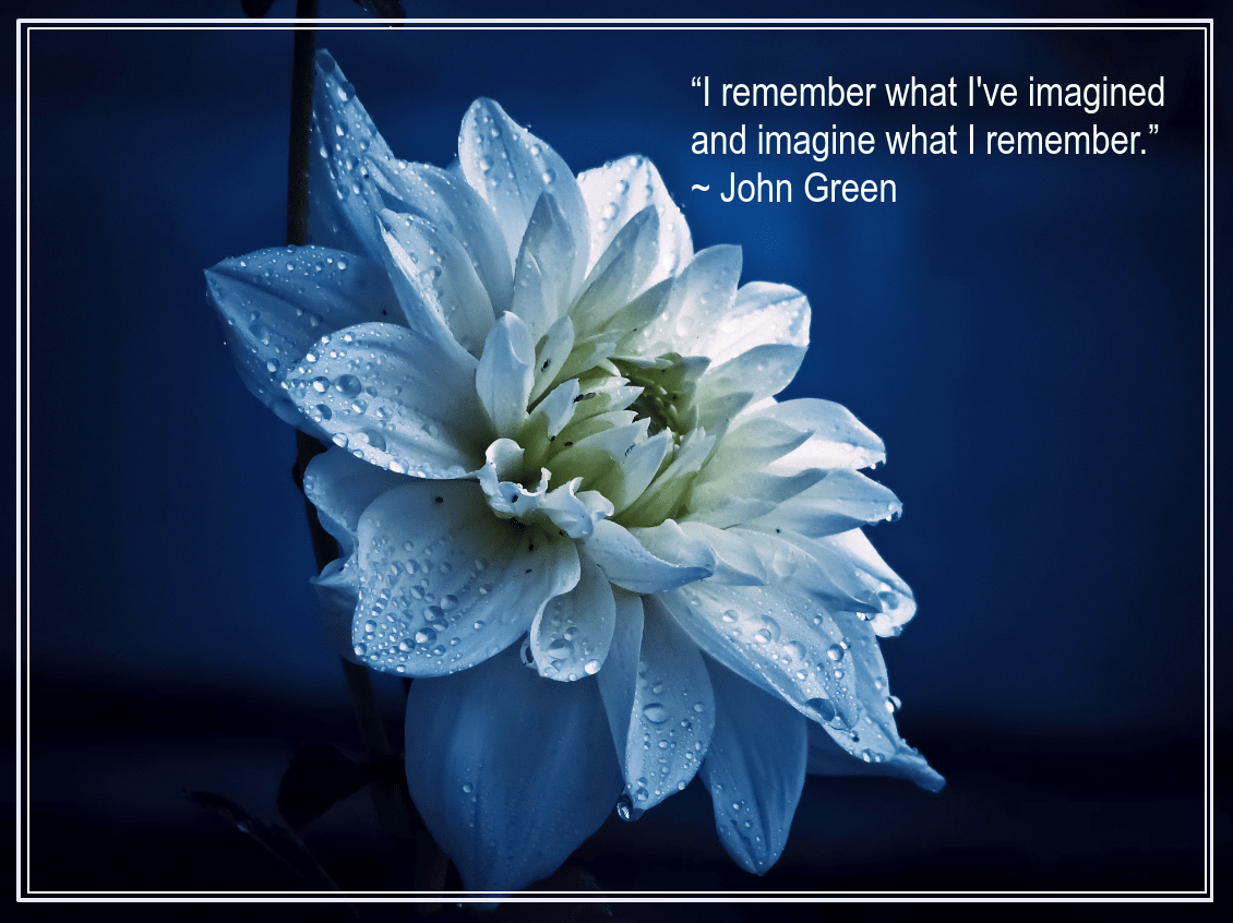 Dahlia from Raj Alive