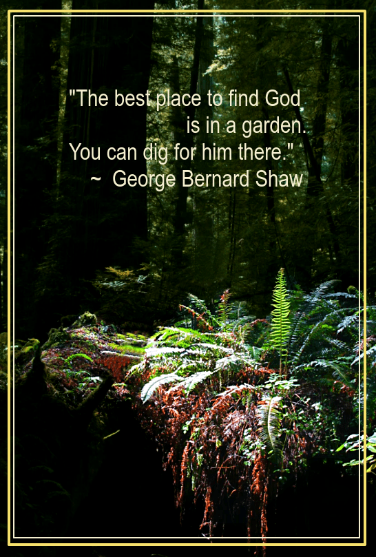 Redwoods from Heidi Lentge