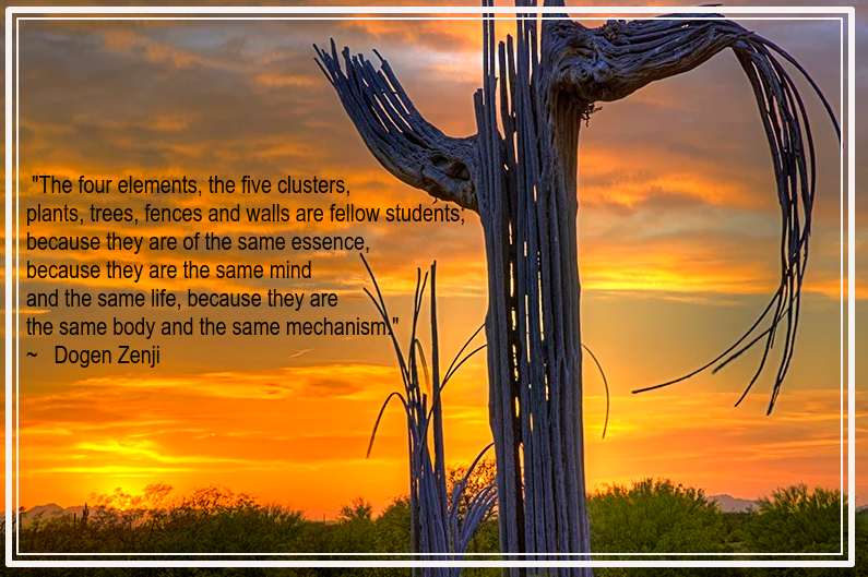 saguaro sunset Arizone from David Dawson