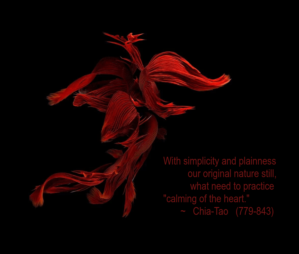 Siamese fighters  from Jirawat Plekhongthu.png