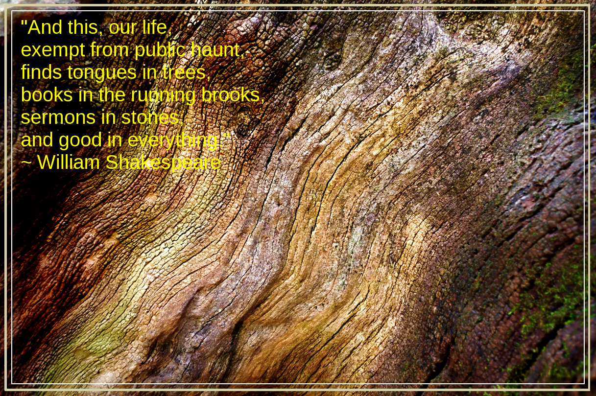 Platanus tree from Evelyn Katoapau