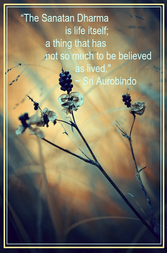 Berry from Alena erveansk.png