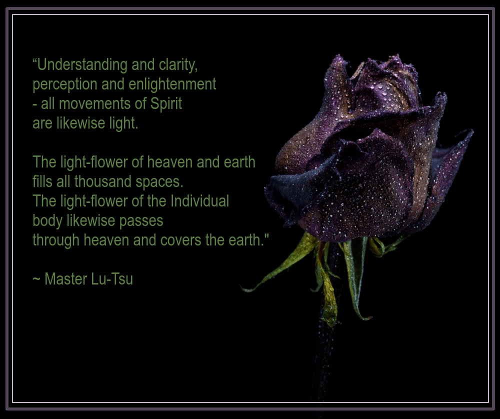 Rose from Istvan Benedek