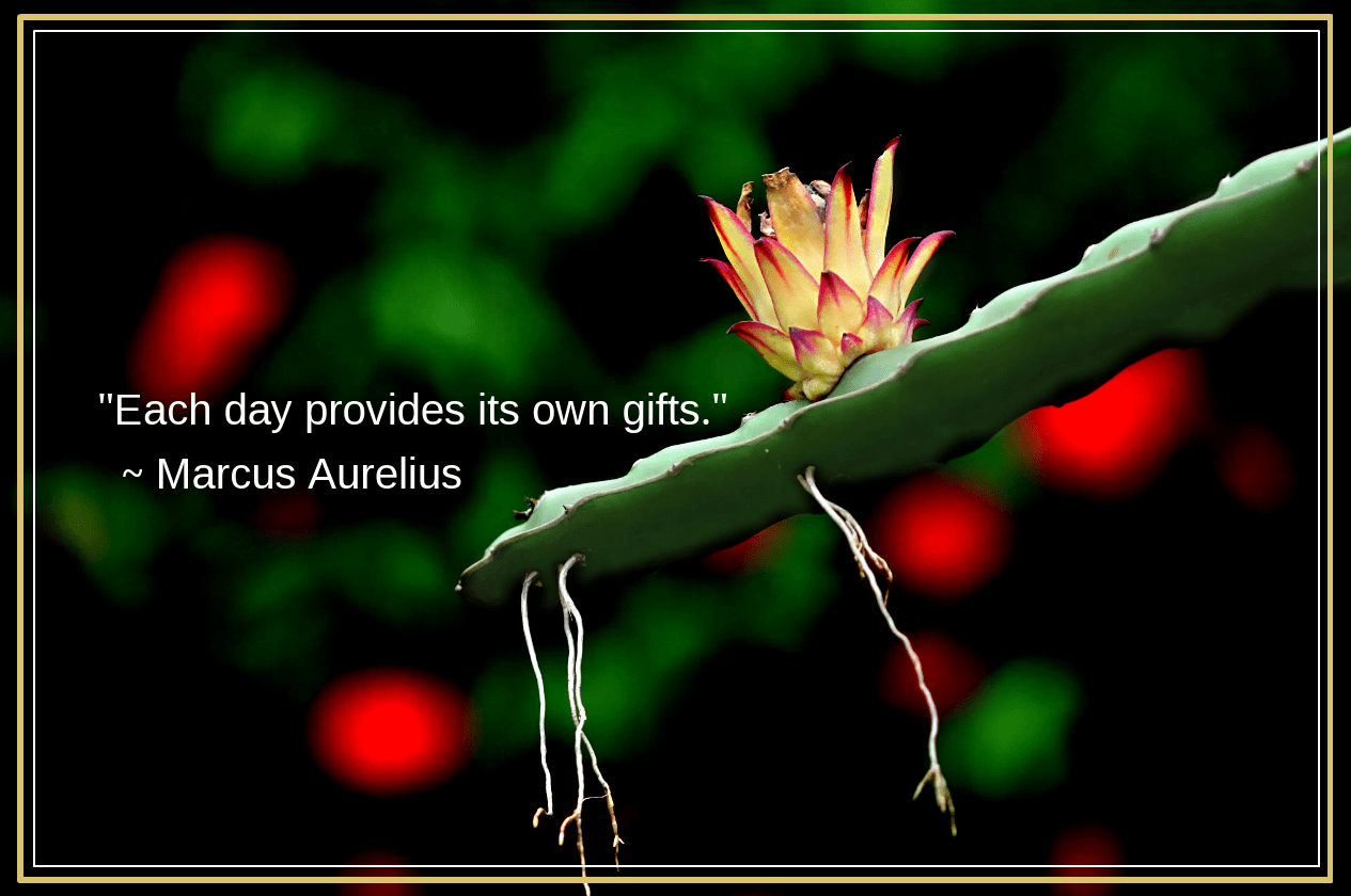 Dragonflower from Ashraf Siddiqui