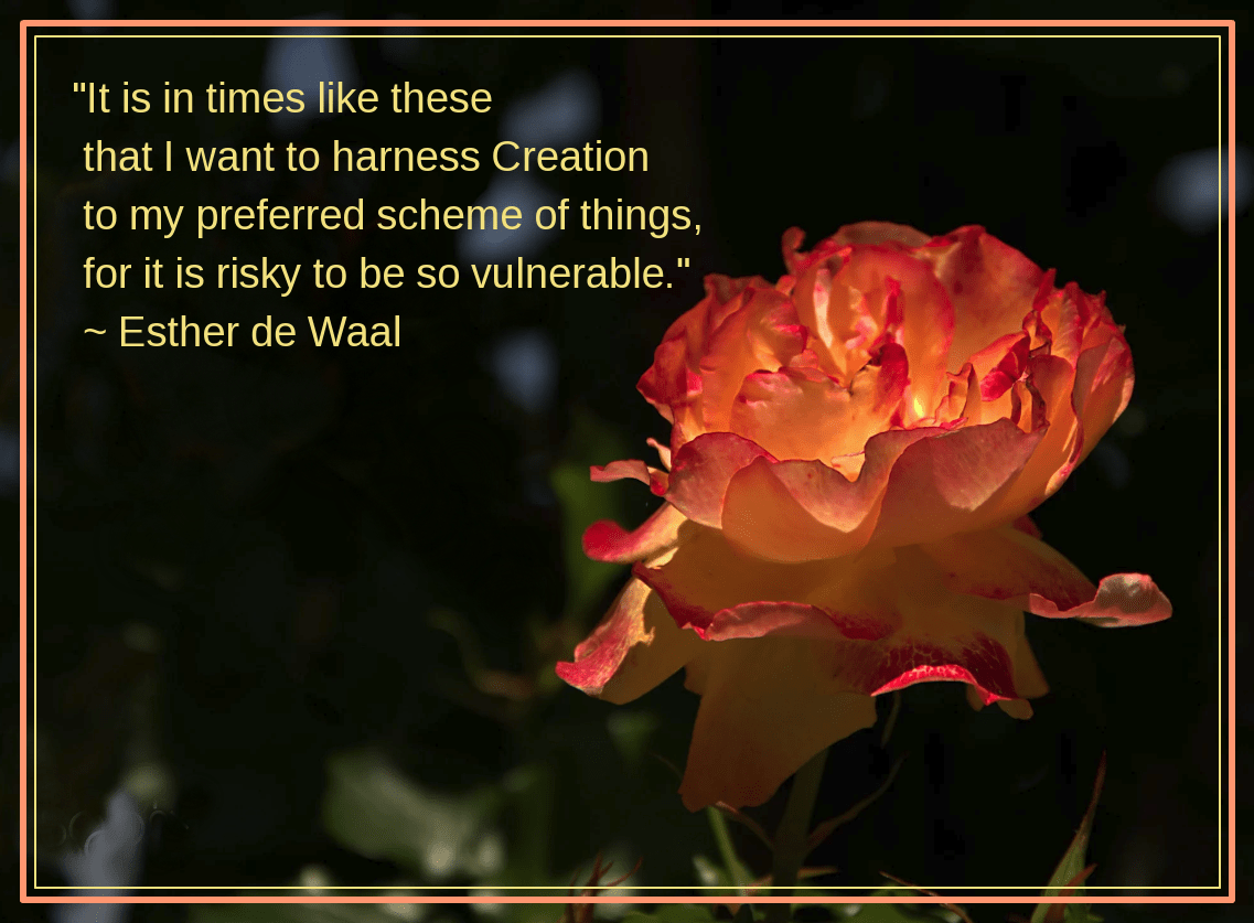 Rose from sonyadora niego