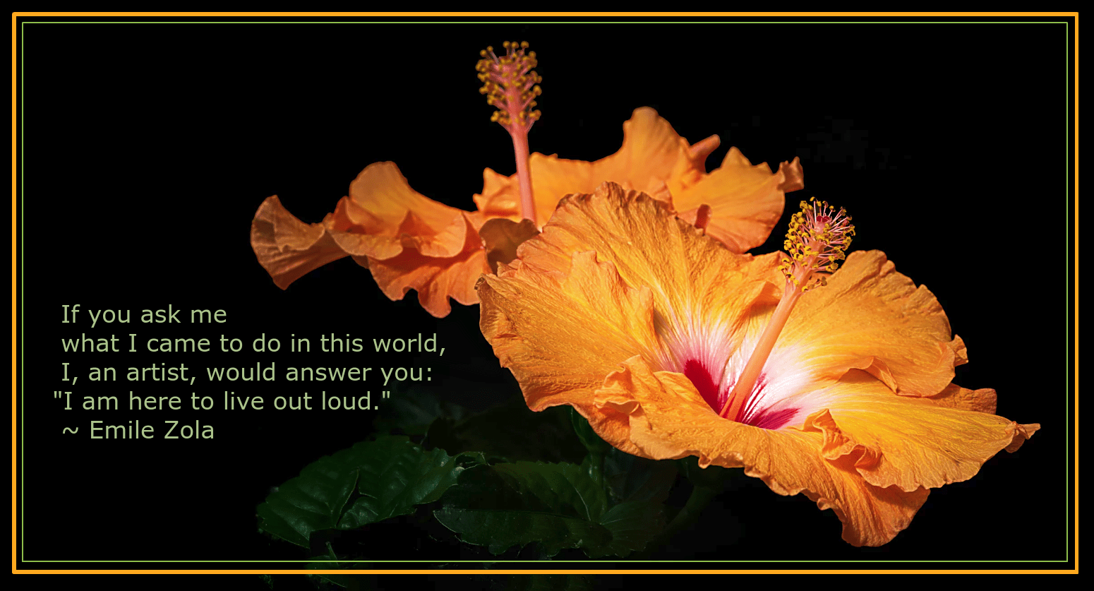 Hibiscus from Padma Inguva