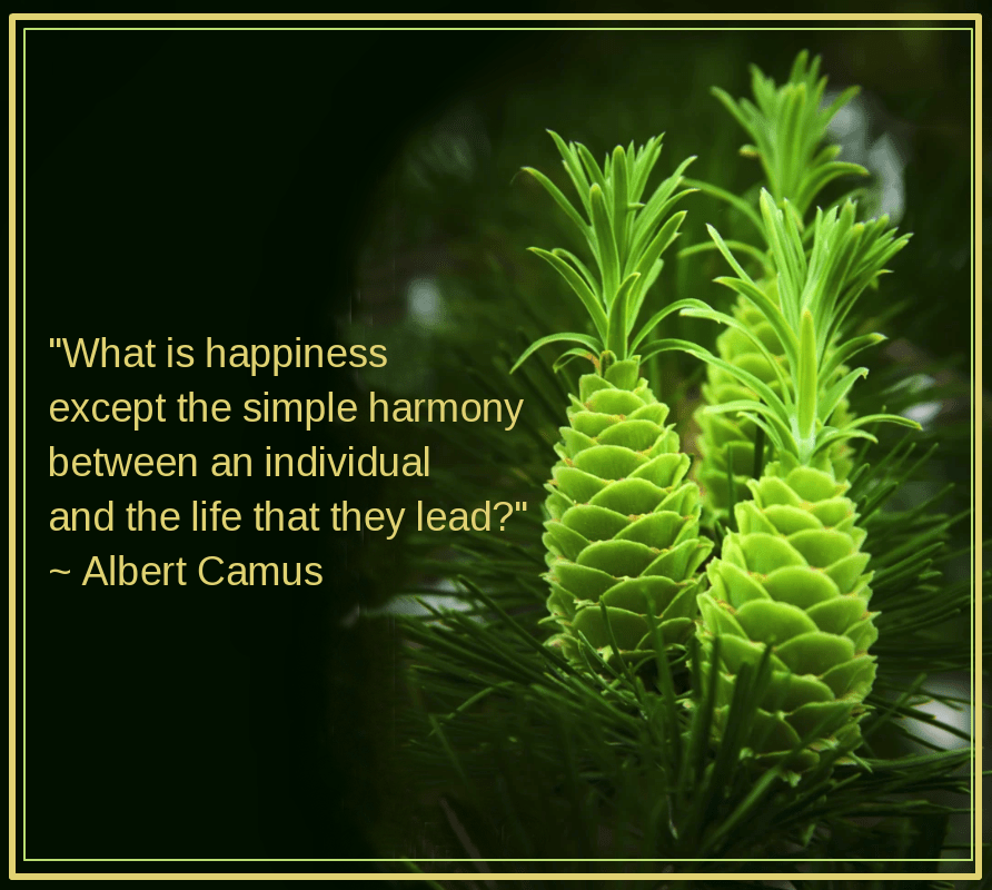 Larch cones from Karl-Heinz Luebbersmeyer