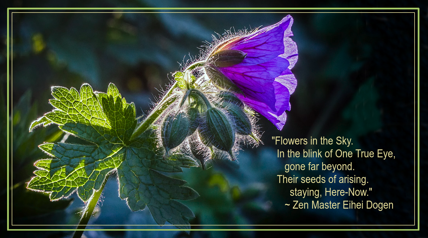 Bloom from Michael Tidy