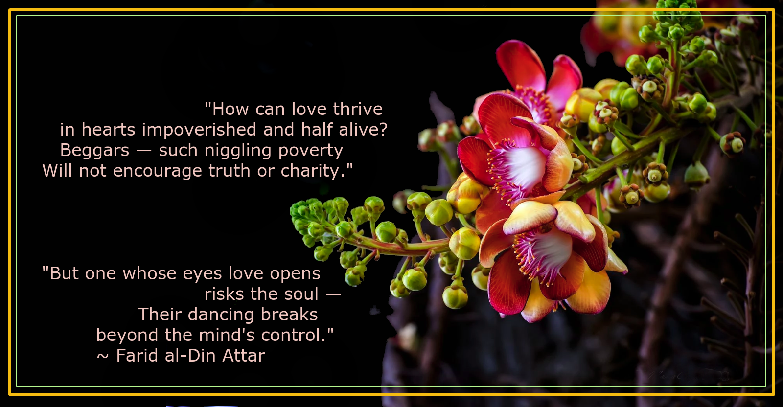 Cannonball tree from man mahachai