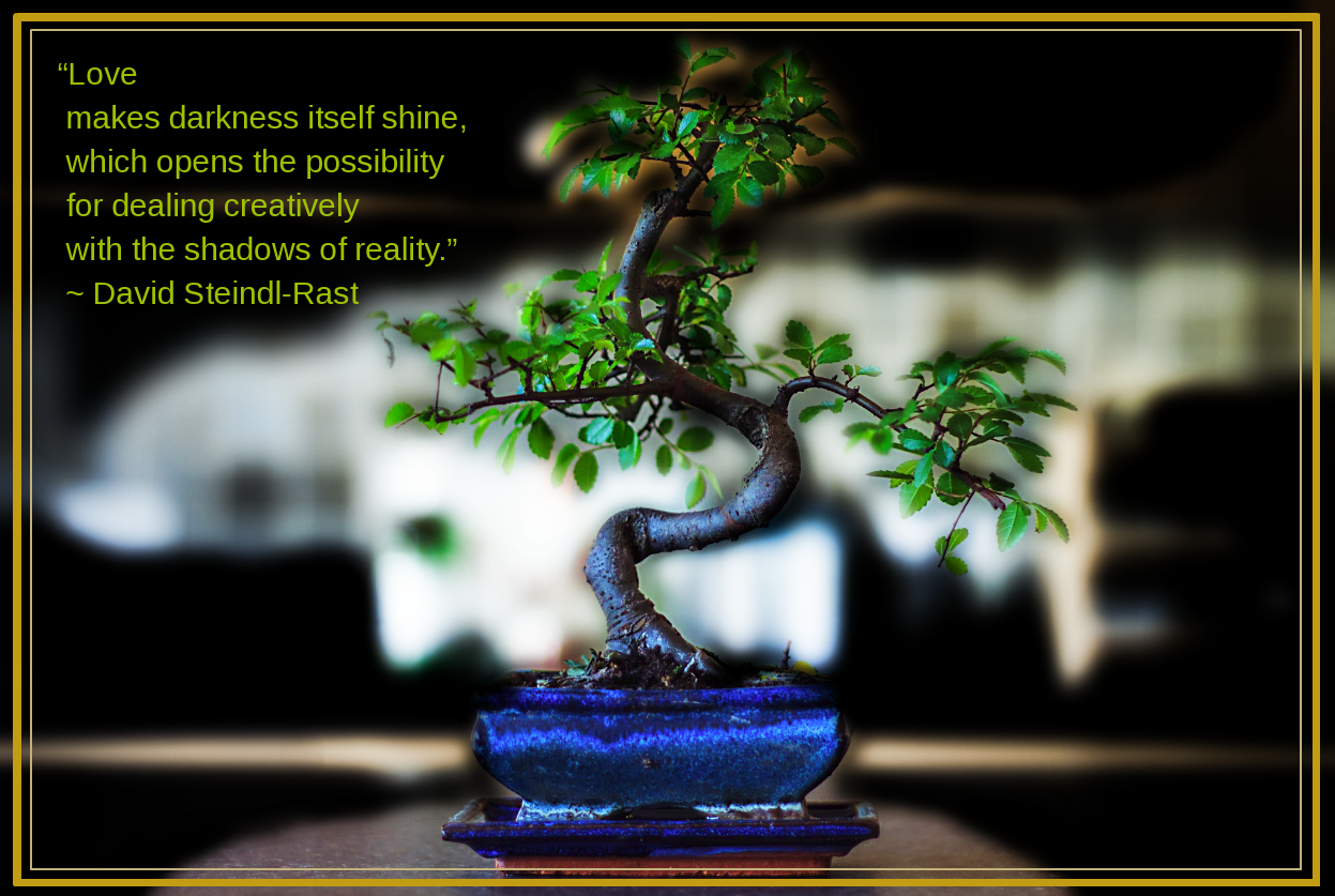 Bonsai from Edward Tollefson