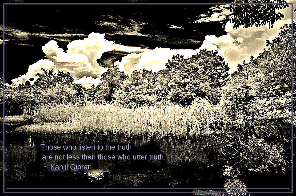 Forest from Terry Mase