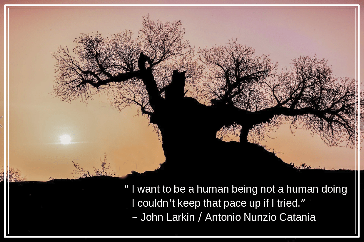 Desert Populus euphratica from Nebula