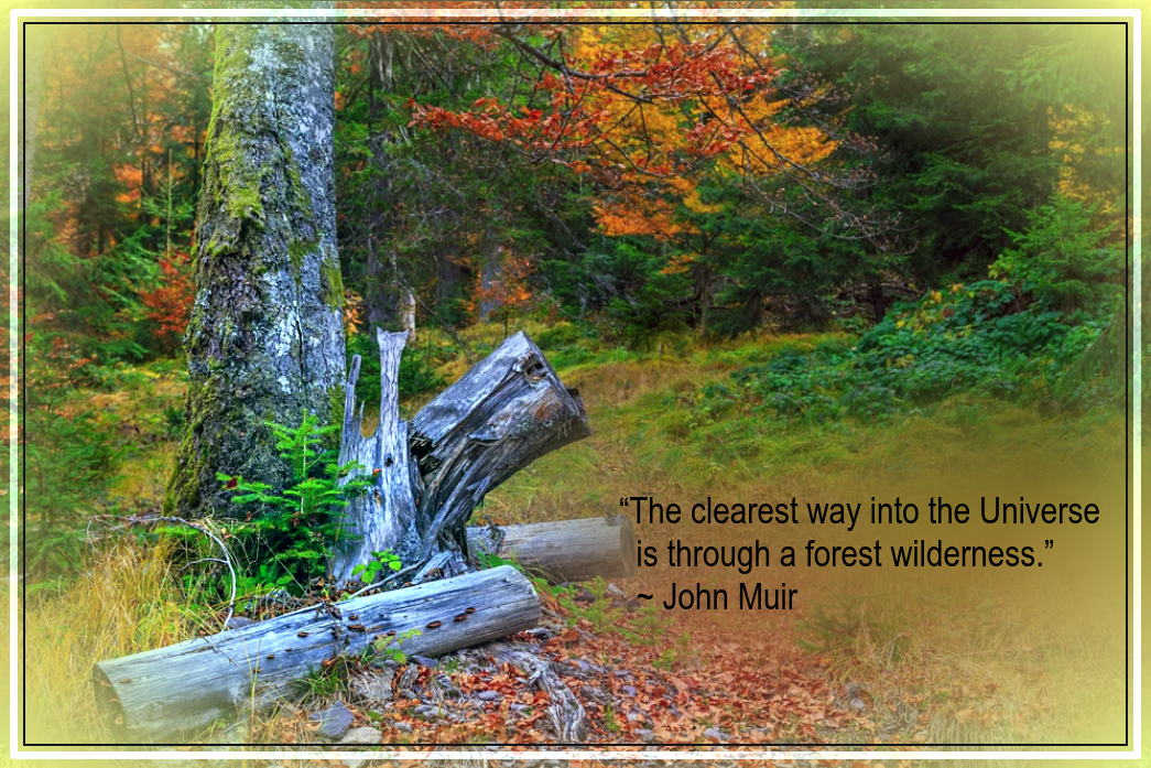 Forest from Levente Fesus