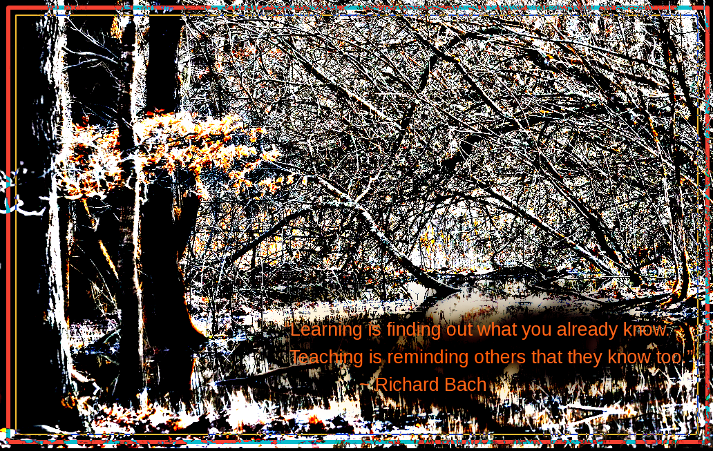 Forest from Jean-Claude ROY 2