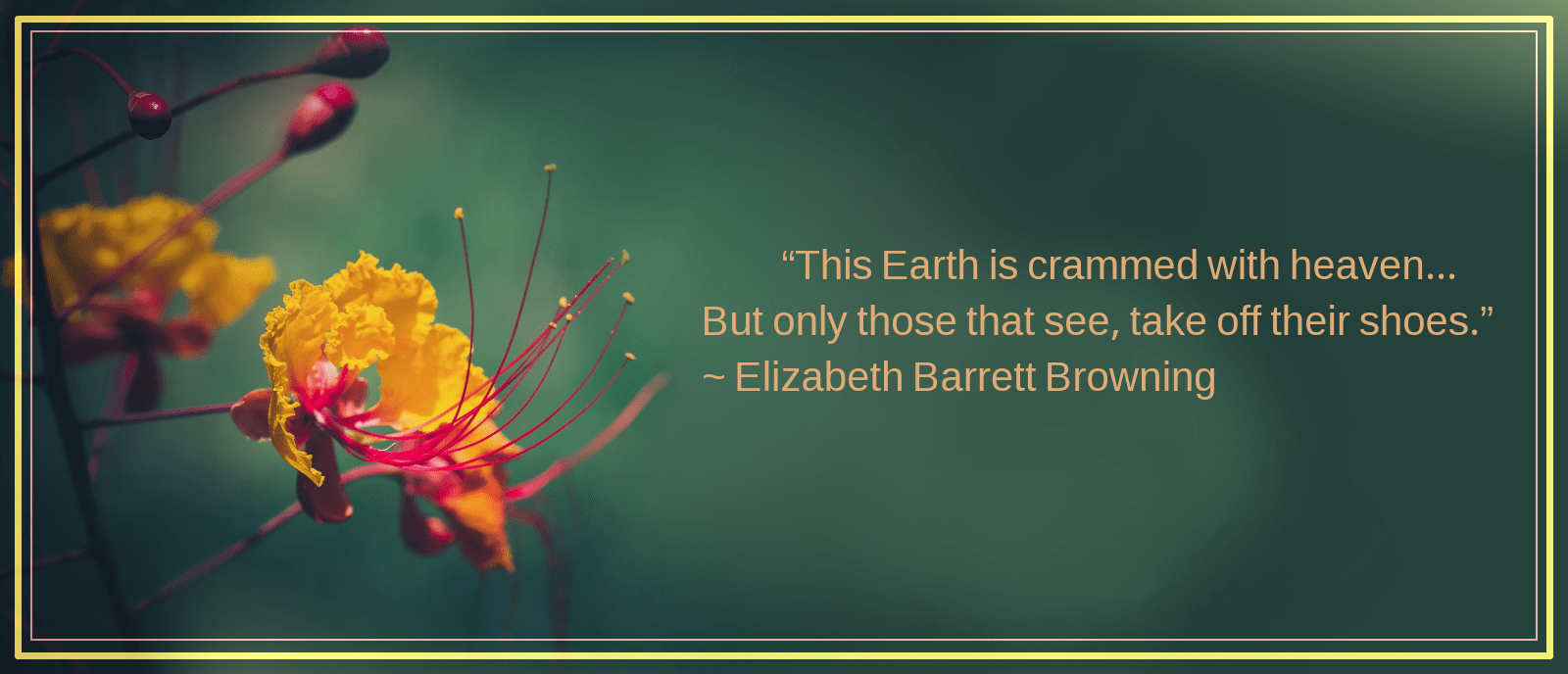 Poinciana from Adam Stocker 2